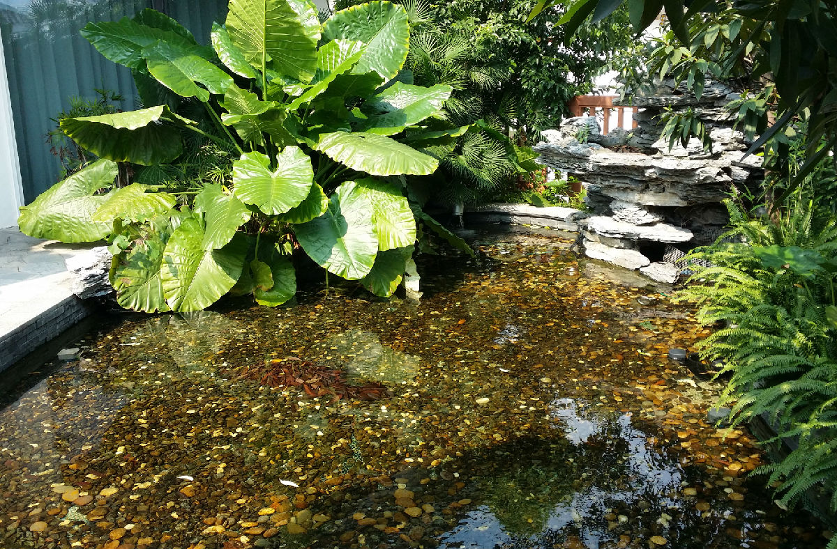 广州棋院3楼比赛大厅小鱼池生物净化3年后实拍效果